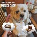 베럴데이즈 | 영종도 애견동반 카페 추천 | 베럴데이즈 후기 구읍뱃터 디저트 맛집