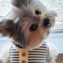 단아한펫 이미지