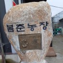봄춘농장 | 유방암예방에 탁월한 여름 제철 토마토효능~무농약 봄춘토마토