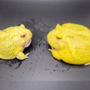 순금농장 이미지