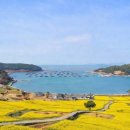 청산도 Daum카페