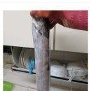 은갈치