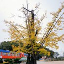 장기초등학교 이미지