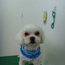 세인트동물병원 이미지