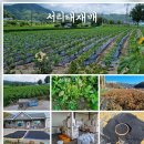 생산자직거래 서리태,팥 50% 맛보기이벤트 이미지