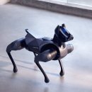 개귀여워 이미지