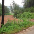 숲속민박 이미지