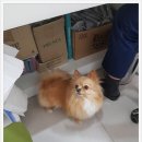 닥터팬더 동물병원 이미지