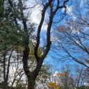 한라산둘레길 돌오름길 이미지