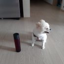 아빠손동물병원 이미지