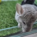 펫엔글라이더본점 이미지