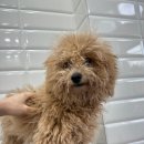 러블리 댕댕 이미지