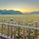 벌교초장집 이미지