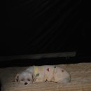 미키애견 이미지