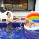 네이처힐 | 양평애견풀빌라 네이처힐 후기 애견동반펜션에서 완벽한 휴식