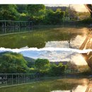 그린좌대낚시터 | 40 vs. 1 (2024.5.1., 수동그린낚시터)