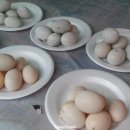 ㈜ 으름실 마을공동체 | [다시 보는 남미여행 2015 후기 8] 아마존 1 - 드디어 아마존