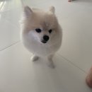 루비펫살롱 | 광교 펫 뷰티살롱 더프린세스루비에서의 모카사탕의 스파관리 후기(feat. 모카의 넘나 사랑스러운 물개...