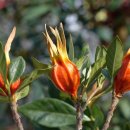 용담광택 이미지