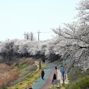 조천변 벚꽃길 이미지