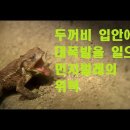 신묘막측(神妙莫測) 하나님의 걸작품 -폭탄딱정벌레 (폭탄먼지벌레) ☆영적생활2(신앙생활) 이미지