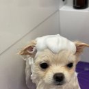 릴리리독 이미지