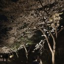 강남면옥남양주점 | [다산신도시 벚꽃] 멀리 안 가도 충분했던 동네 벚꽃길 후기｜강남면옥 남양주점 저녁