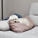 나은동물병원 | 의정부 동물 병원 나은 동물 병원 노견 스케일링/지방종 제거