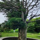 죽어주는 이야기 이미지