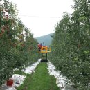 사과 재배 신기술, 밀식재배와 M9자근대목 이미지