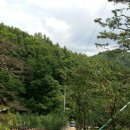 신비의소나무 앞 이미지