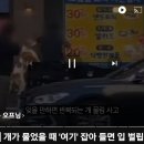 무는 개가 달려둘때 이미지