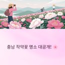 충남 작약꽃 명소, 작약꽃 드라이브 인생샷과 힐링을 한 번에!