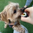 카페휴개 | [인천 가정동 루원시티 애견카페/카페휴개]강아지 바캉스 다녀왔어요.