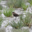 호곡리의 제비물떼새(Oriental Pratincole) 이미지