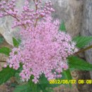 비너스타 이미지