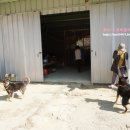 시냇가 과수원