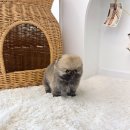 오독안심분양센터 강아지분양 고양이분양 시흥점 | 믿음과 만족을 동시에 느낀 시흥 강아지 분양 경험