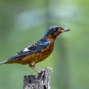 꼬까직박구리 White-Throated Rock Thrush vietnam 250316 이미지