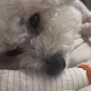 24시 서초바른동물병원 | 수원 24시 바른동물병원 강아지 피부전문🐶