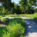 백일홍동산 이미지