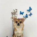 멍키매직 이미지