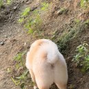 강남애견 | 필스타 강남애견미용 후기 | 청담동 포메물개컷 변신 완료!