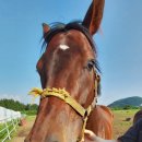 두평목장 이미지