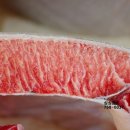 싱싱참치 이미지