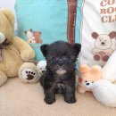 강아지분양 꽃강아지 중랑점 이미지