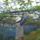 심가네농장 이미지