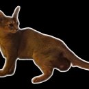 아담스펫 강아지분양 고양이분양 강남점 이미지