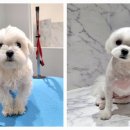 포메른 펫살롱 이미지