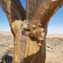 솔리테리 이미지